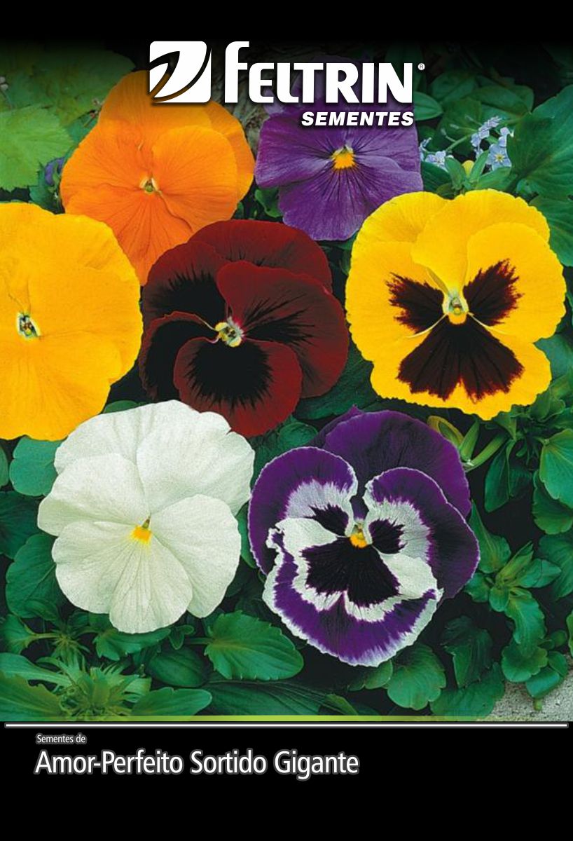 SEMENTE AMOR PERFEITO GIGANTE 70MG