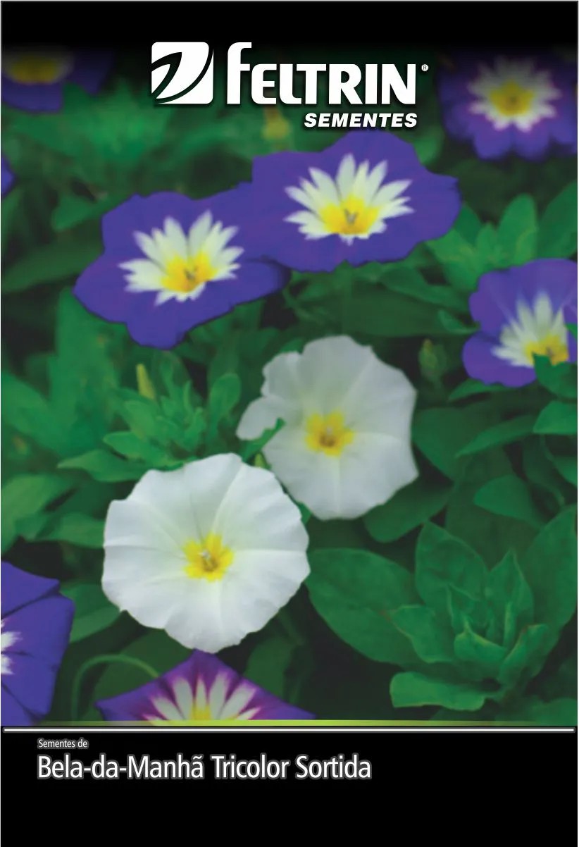 SEMENTE BELA DA MANHA TRICOLOR SORTIDA1G