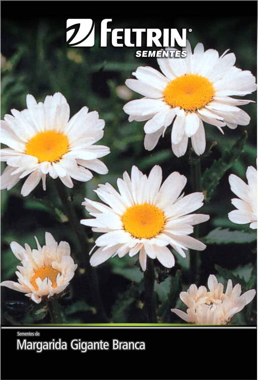 SEMENTE MARGARIDA GIGANTE BRANCA 150MG